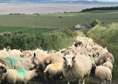 Sheep on road with Logie Farm in background